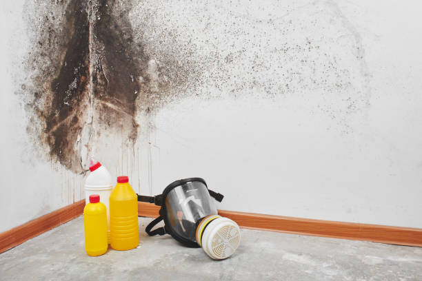 Best DIY Mold Remediation Support Services in Belle Fourche, SD